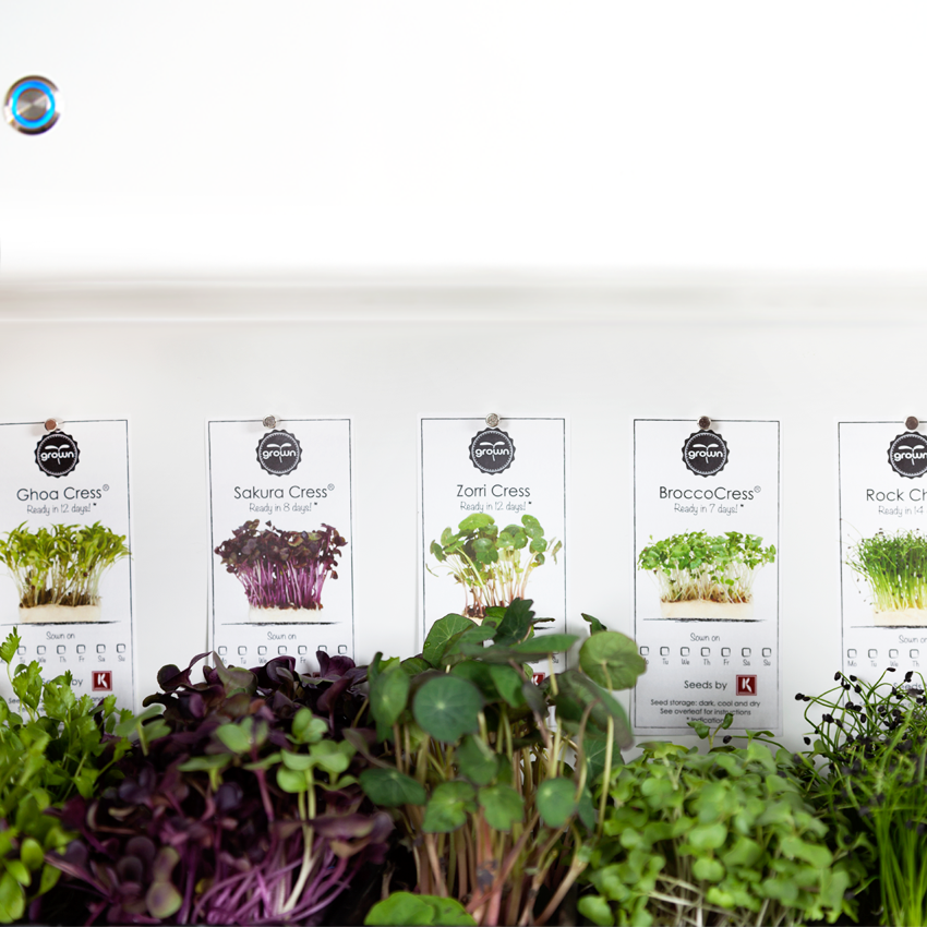 CressToday Keimgerät CressToday Keimgerät