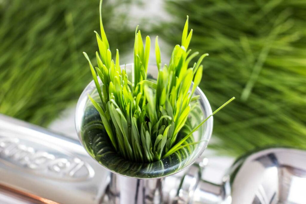 Weizengras selber ziehen